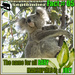 all the joeys by koalagardens