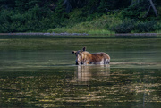 26th Aug 2023 - Moose in Fishercap Lake