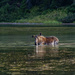Moose in Fishercap Lake by k9photo