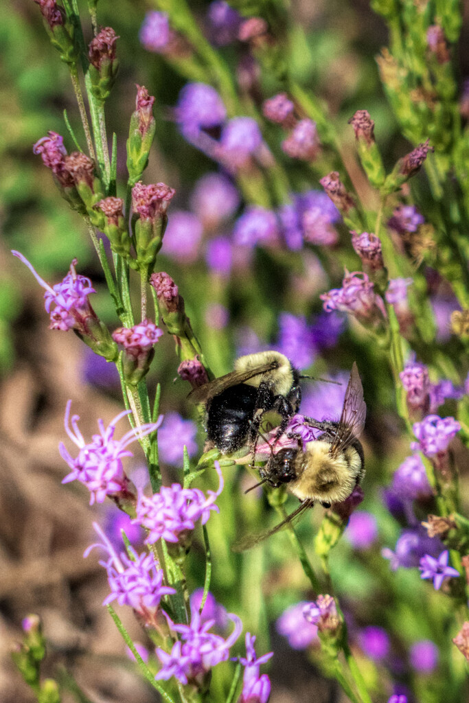 Bee Tangle by kvphoto