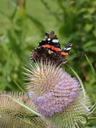 4th Aug 2023 - Red Admiral butterfly on Teasel