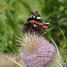 Red Admiral butterfly on Teasel by speedwell