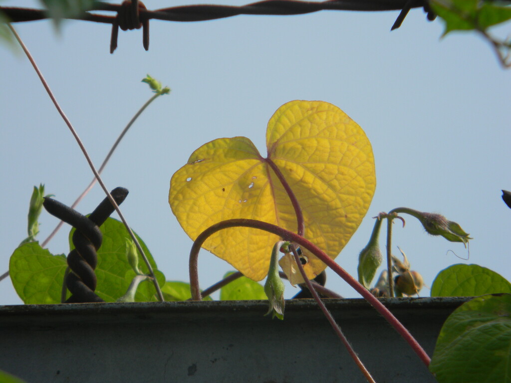 Yellow Heart-Shaped Leaf by sfeldphotos
