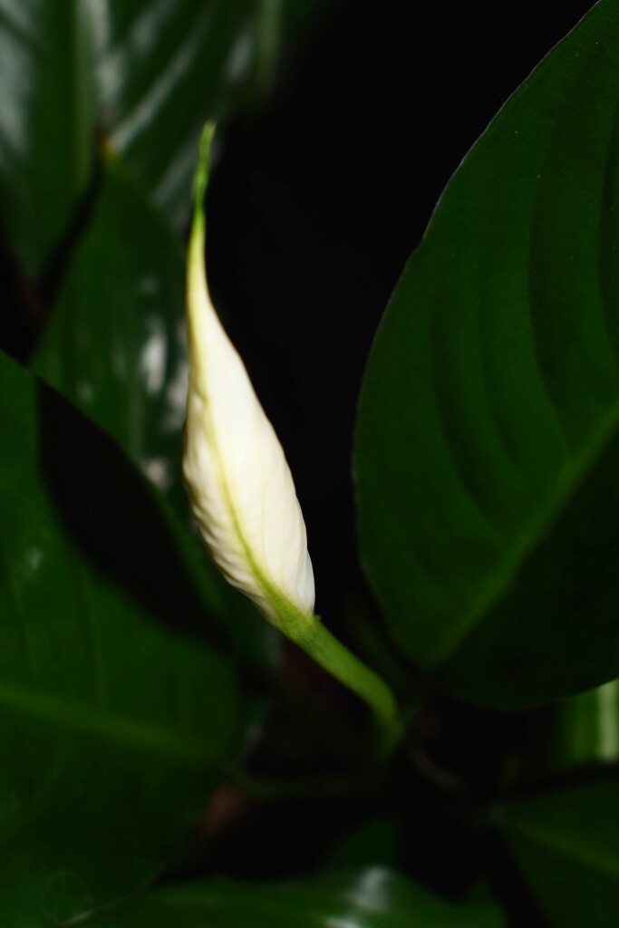 9 7 Peace Lily bud by sandlily