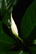 7th Sep 2023 - 9 7 Peace Lily bud
