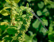 8th Sep 2023 - Damselfly