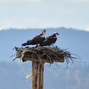 6th Sep 2023 - Osprey Couple