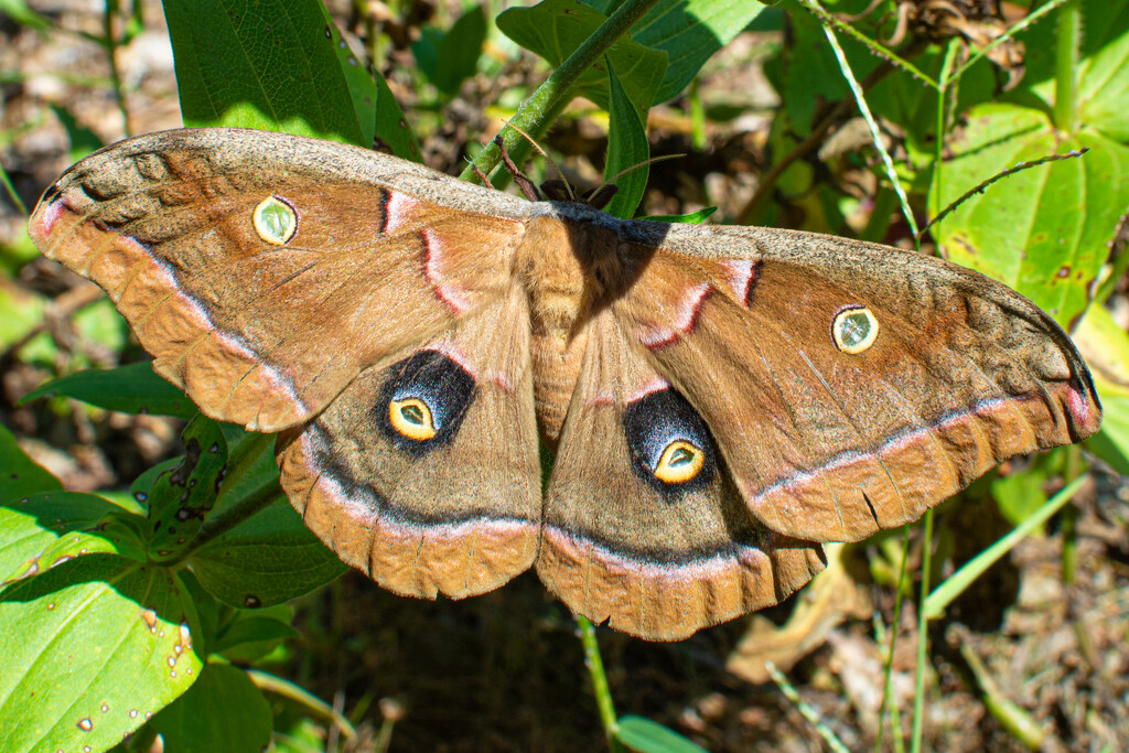 Polyphemus moth... by thewatersphotos