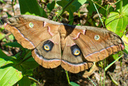 8th Sep 2023 - Polyphemus moth...