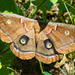 Polyphemus moth... by thewatersphotos