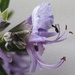 Rosemary flower and ant 