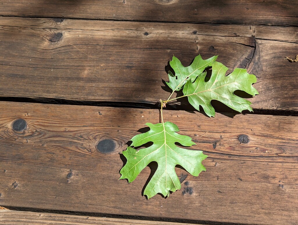 Oak Leaves  by kathybc