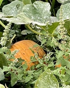 8th Sep 2023 - Hiding Pumpkin