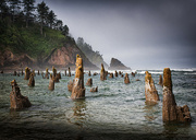 9th Sep 2023 - Ghost Forest ~ Neskowin, Oregon