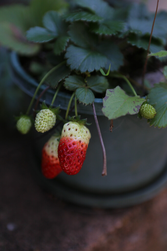 Strawberries anyone? by jeneurell