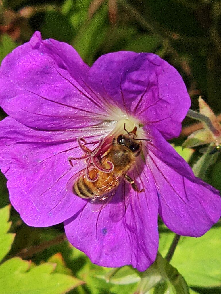 Bee bomber by edorreandresen