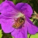 Bee bomber by edorreandresen