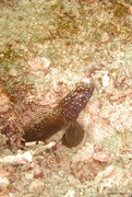 9th Sep 2023 - A goby
