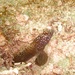 A goby by wh2021