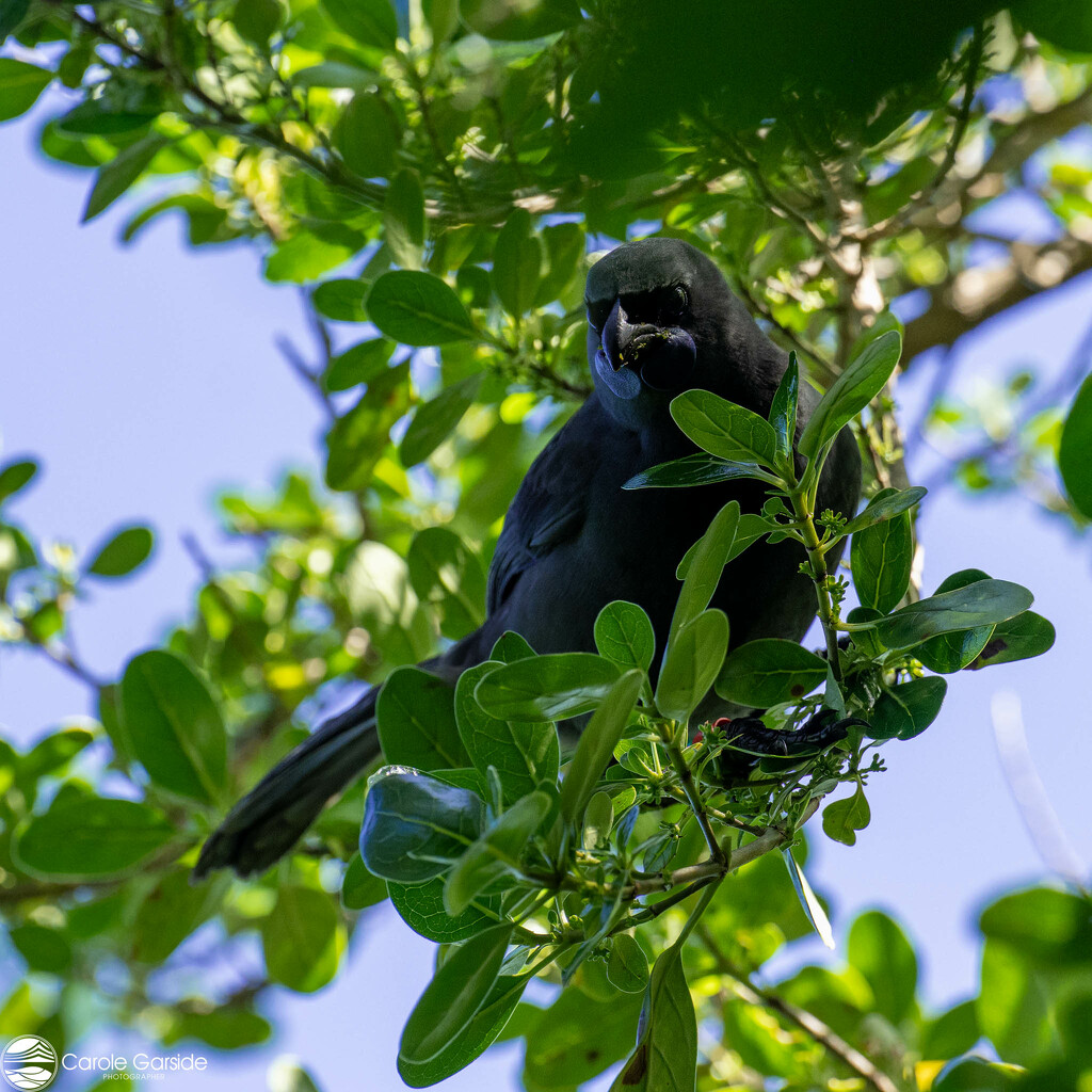 Kōkako by yorkshirekiwi