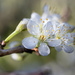 Plum Blossom  by 365projectclmutlow