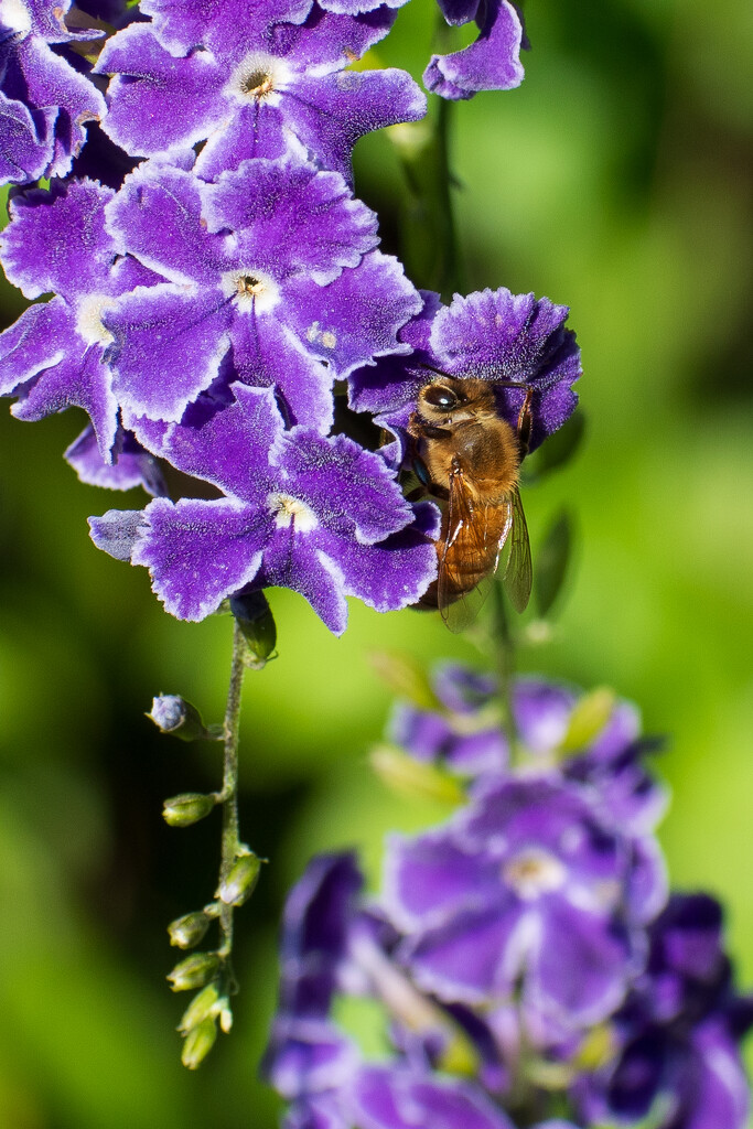 Bee by nannasgotitgoingon