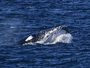 9th Sep 2023 - Whales migrating south down the east coast of NSW. 