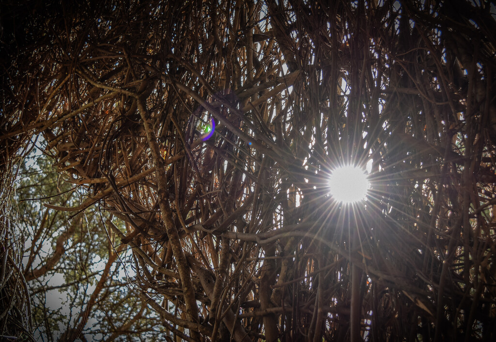 Sun through the sticks by darchibald