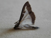 9th Sep 2023 - Unusual moth?