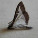 Unusual moth? by 365anne