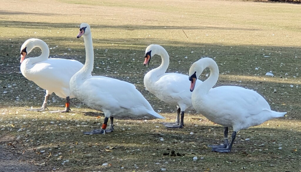 Swans at Priory Country Park  by rosiekind