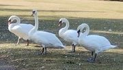 9th Sep 2023 - Swans at Priory Country Park 