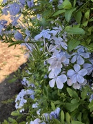 9th Sep 2023 - Plumbago