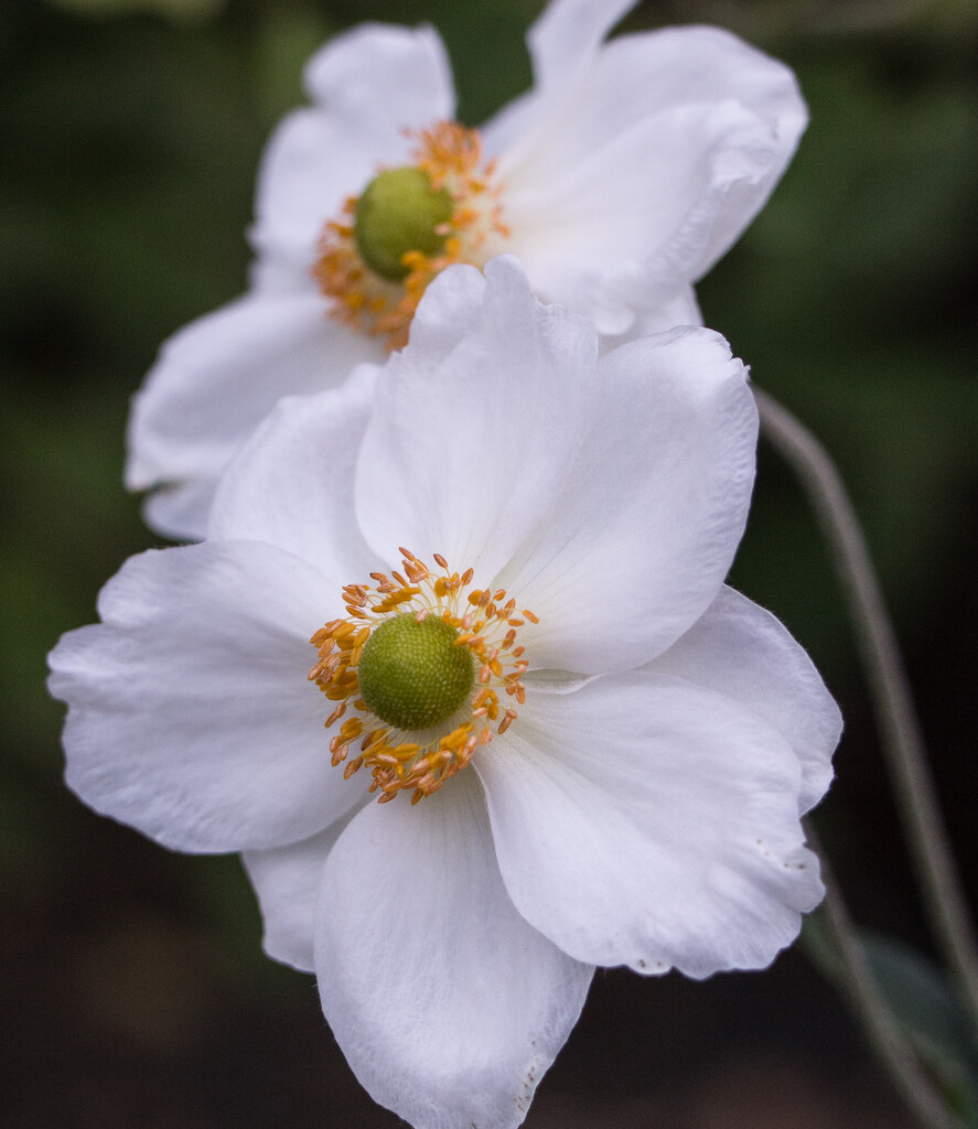 Japanese anemones by busylady