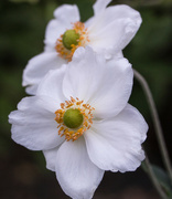 9th Sep 2023 - Japanese anemones