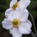 Japanese anemones by busylady