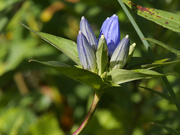 9th Sep 2023 - close bottle gentian