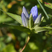 close bottle gentian by rminer
