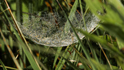 9th Sep 2023 - spiderweb hammock