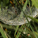 spiderweb hammock by rminer