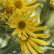 9th Sep 2023 - sawtooth sunflower