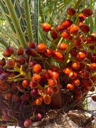 8th Sep 2023 - 9 8 Palm fruit