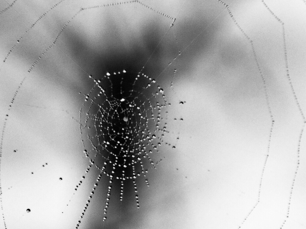 The centre of web shows up better in b w by Dawn