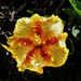An Unusual & Very Beautiful Hibiscus ~  by happysnaps