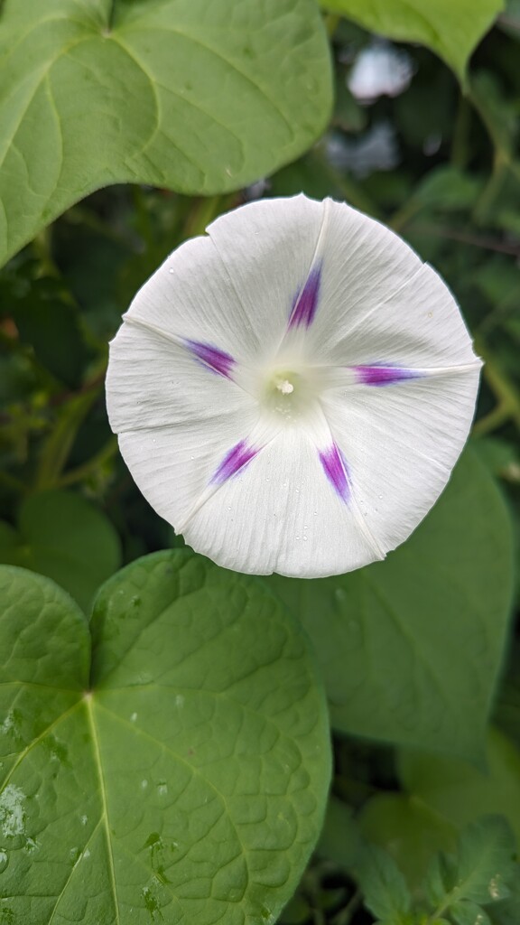 Morning Glory  by julie