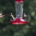 LHG_8634Hummers frenzy at feeder by rontu