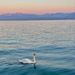 Swan.  by cocobella