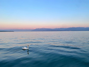 16th Sep 2023 - Swan lake. 