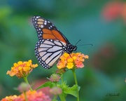 9th Sep 2023 - LHG_8808 Monarch found the lantanas