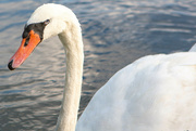10th Sep 2023 - Closeup of a swan